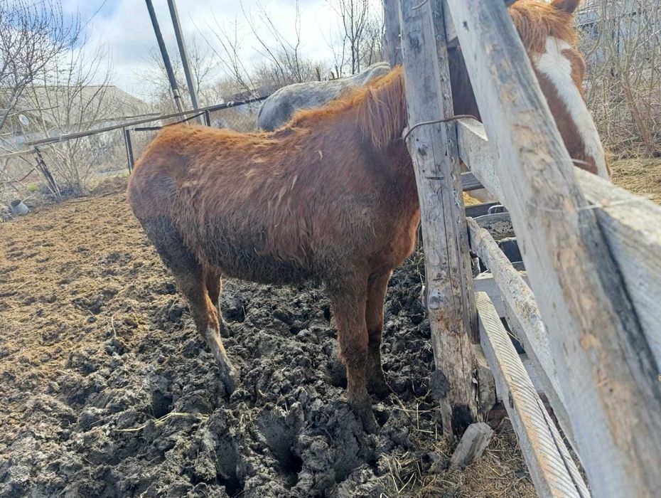 Продам жеребчика