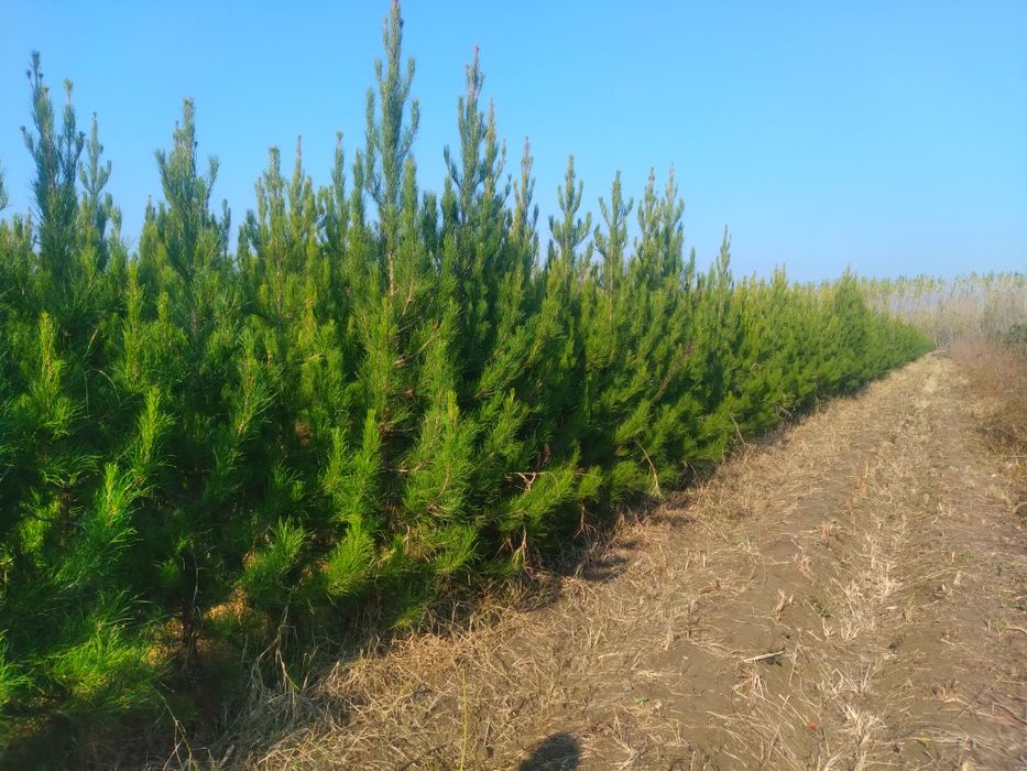 Сасна 0.5 метрдан 4 метргача