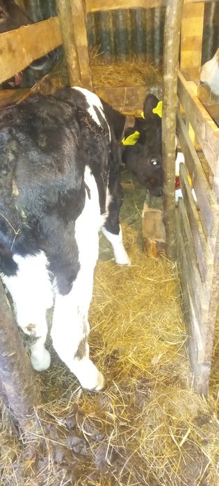 Tauras intarcat 6 sapt