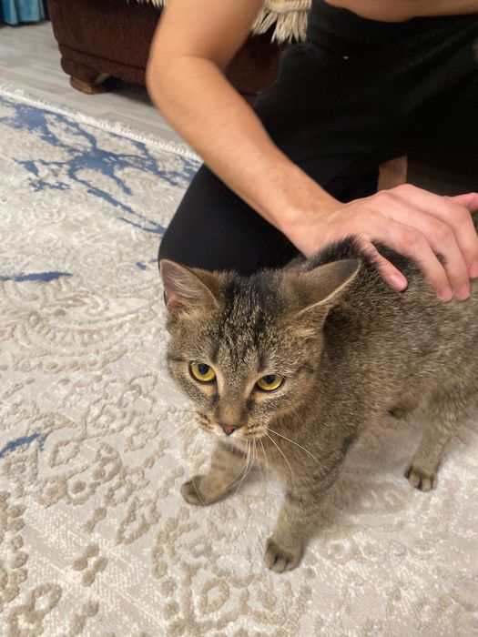 Отдам котенка в добрые руки