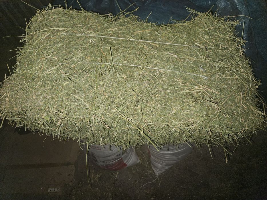 Продам клевер, Жонышка сатылады