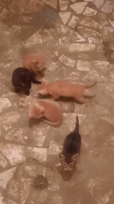 Котята даром, бесплатно.
