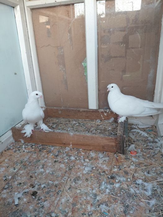 Голуби такла продаётся