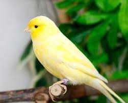 Kanarekalar sotiladi