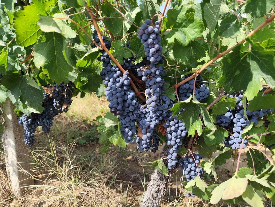 Продавам грозде Мерло и Мавруд