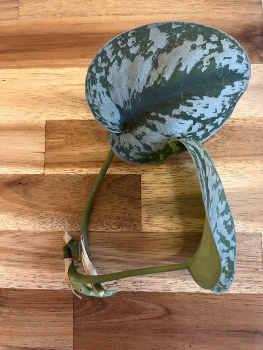 Резници от растения