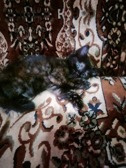 От дам даром  котенка