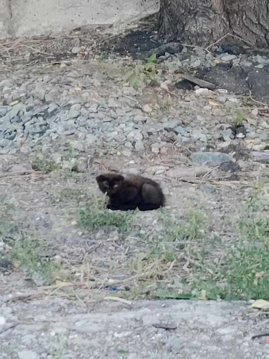 Котята срочно ищут дом