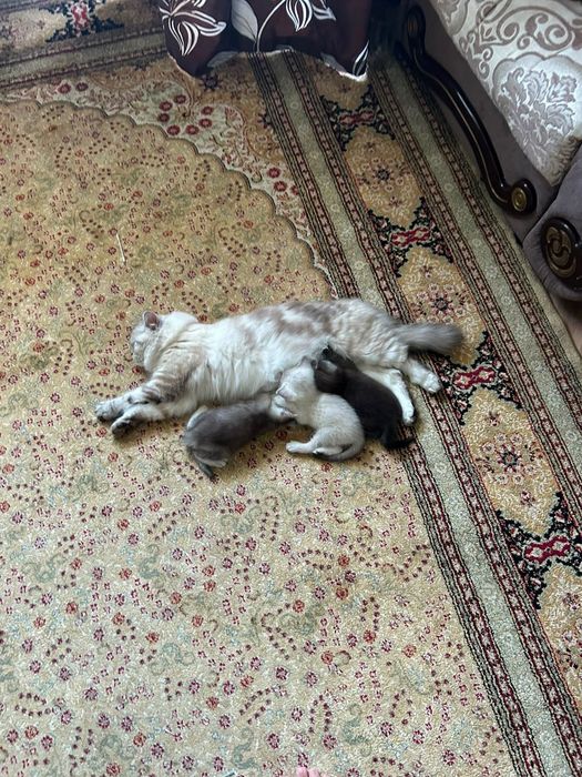 Продам породистых котят