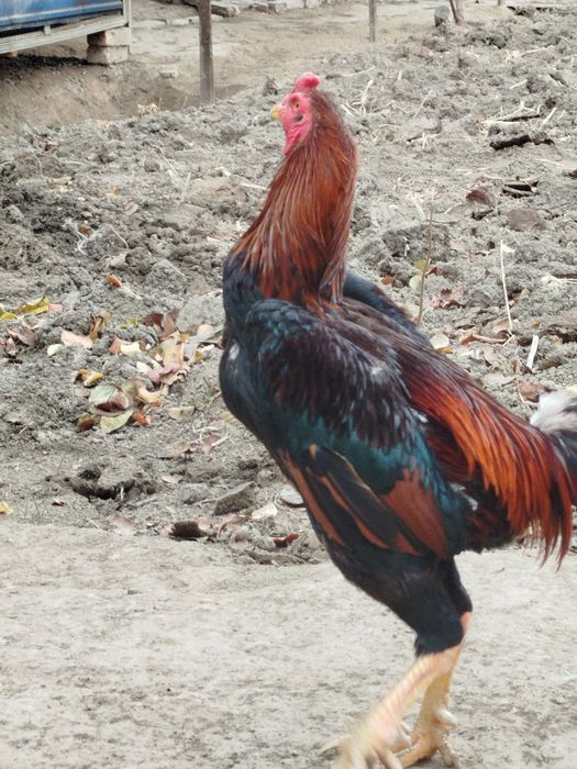 Дакан хороз Вес 4 кг+