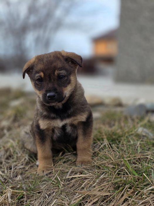 Ищем малышке дом