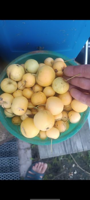 Продам незатапливаемую дачу