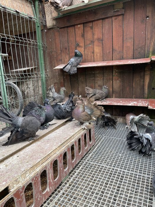 Porumbei Voltati Indieni!