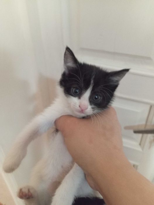 Мушук хадия килинади