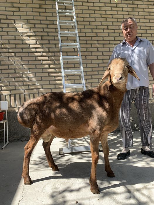Арашан