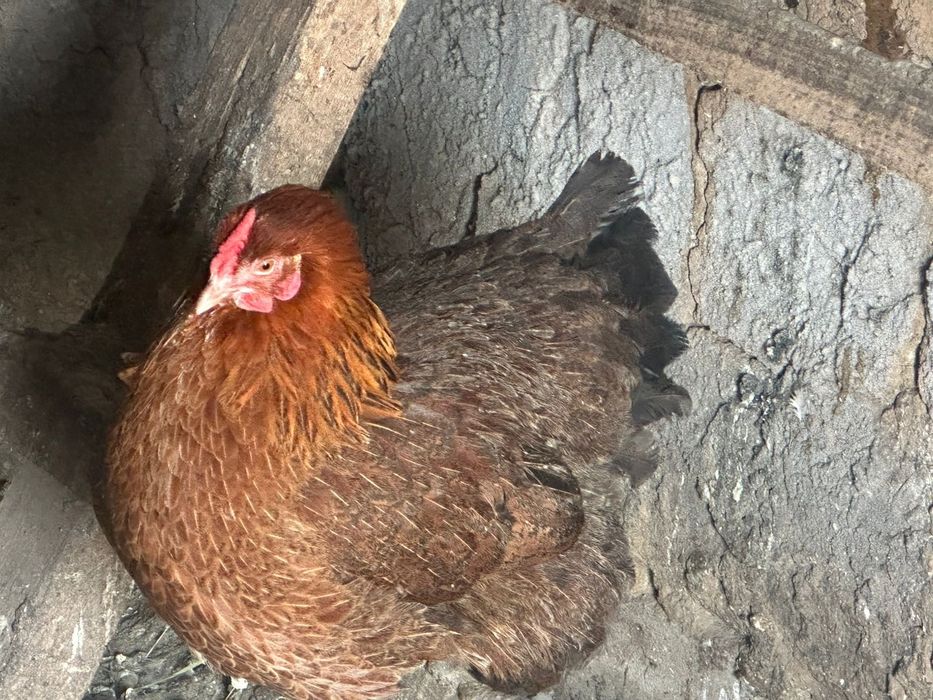 Продам курей домашних