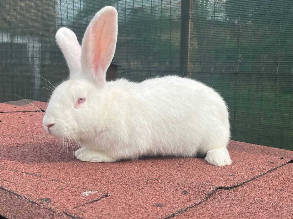 Iepuri Uriaș începând cu vârsta de 1lună