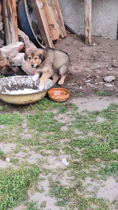 Donez cățeluși drăguți