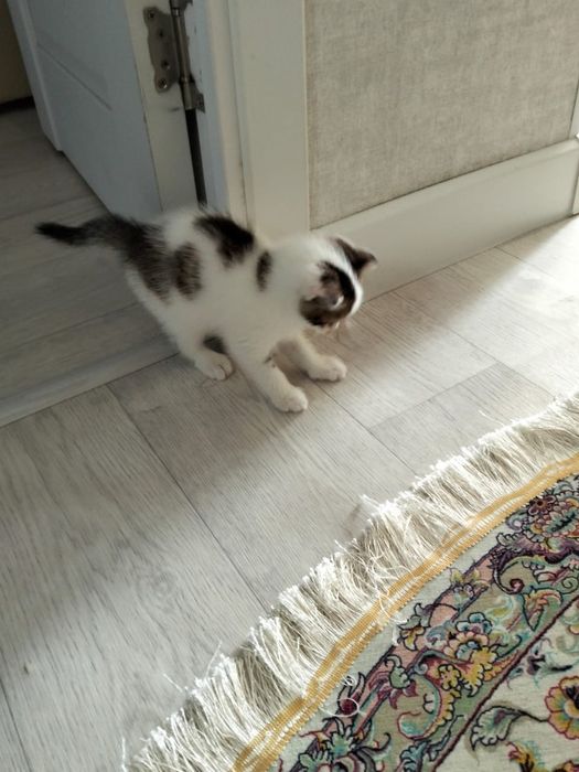 Котенок в добрые руки.девочка