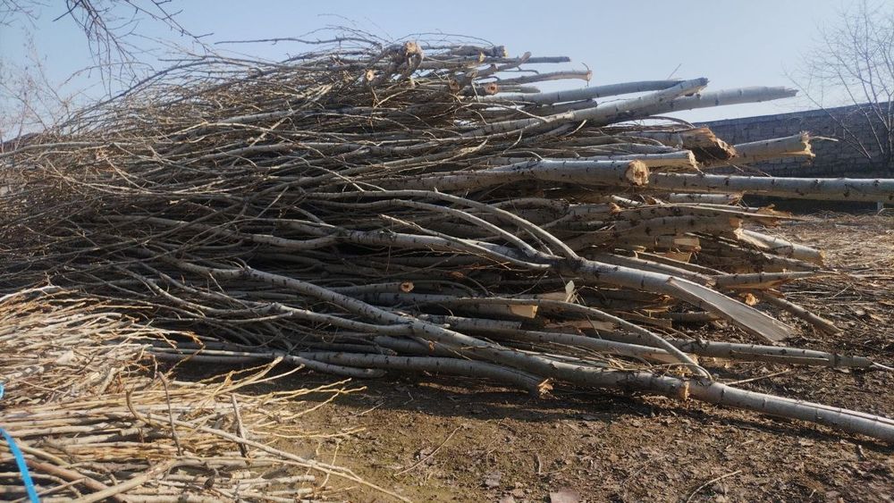 Baquvvat terak shoxlari.