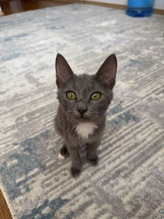Котята Ася в добрые руки бесплатно девочка 3 месяца