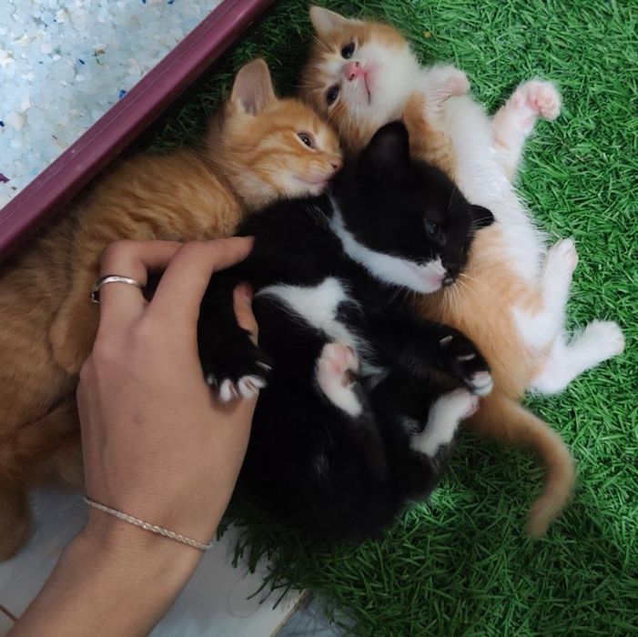 Барчаси берилади 2 oylik