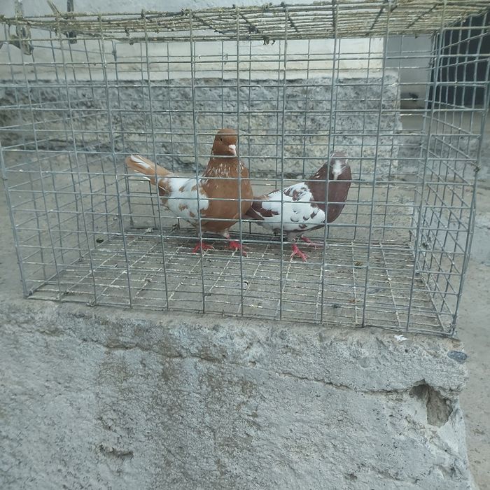 Навати лет с игрой гарантия