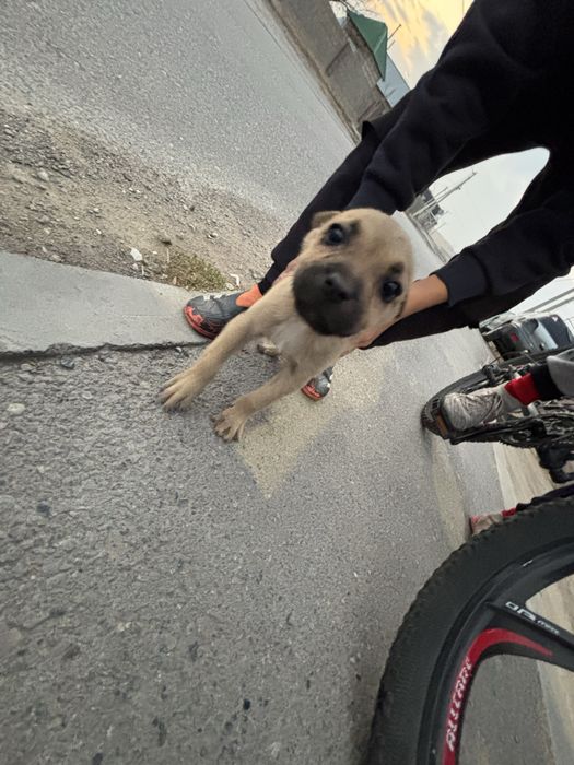 Мопс шымкент за 10000