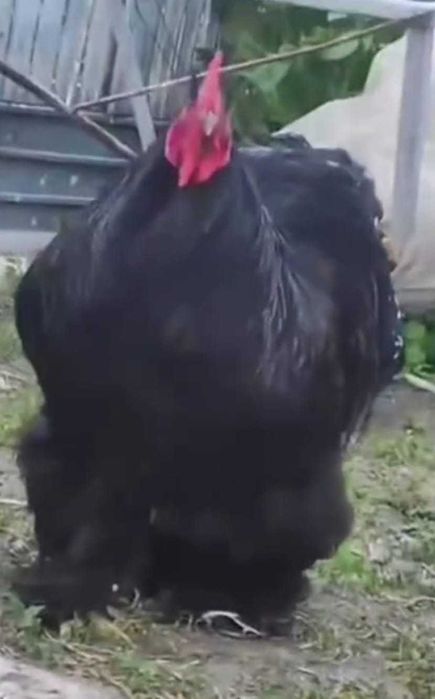 Cocoș cochinchina uriaș