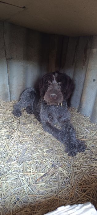 Дратхар күшік сатылады .