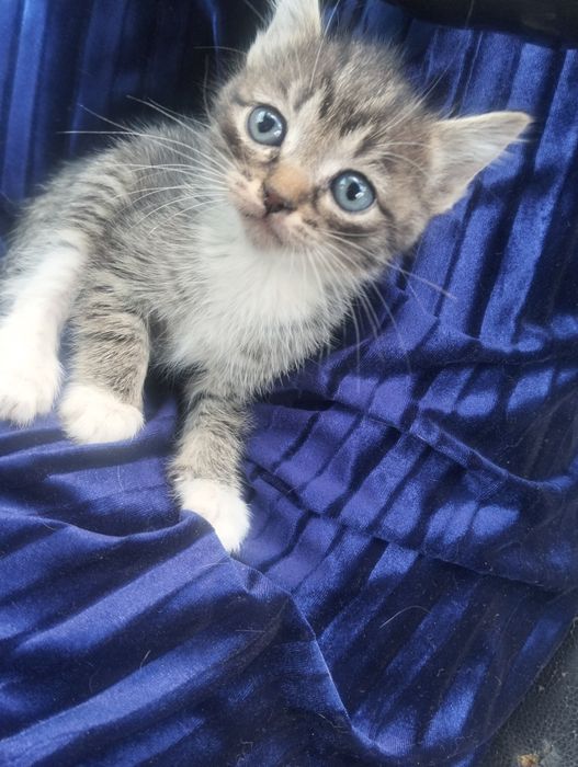 Ищем хорошего человека для котёнка