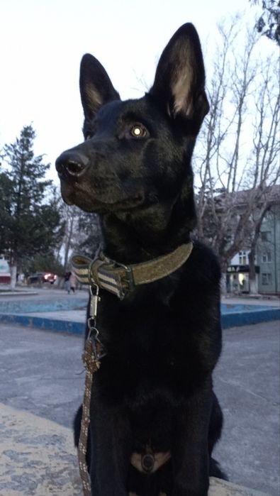 Вязка Восточно-европейская Овчарка КОБЕЛЬ