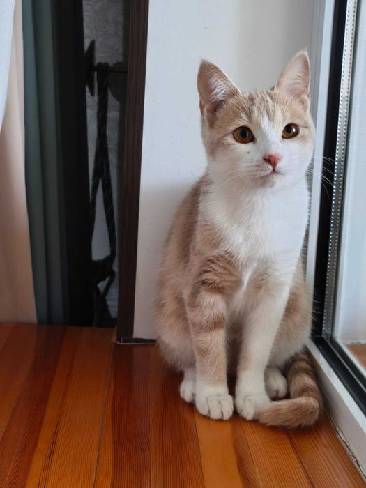 Mushuk hadya qilinadi