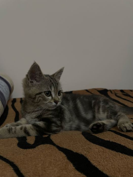 Шотландский прямоухий кот