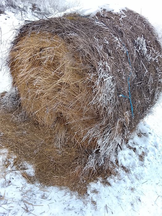 Vând baloți de ovaz