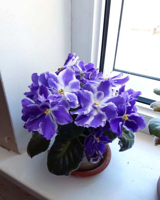 Продам цветущие сортовые фиалки