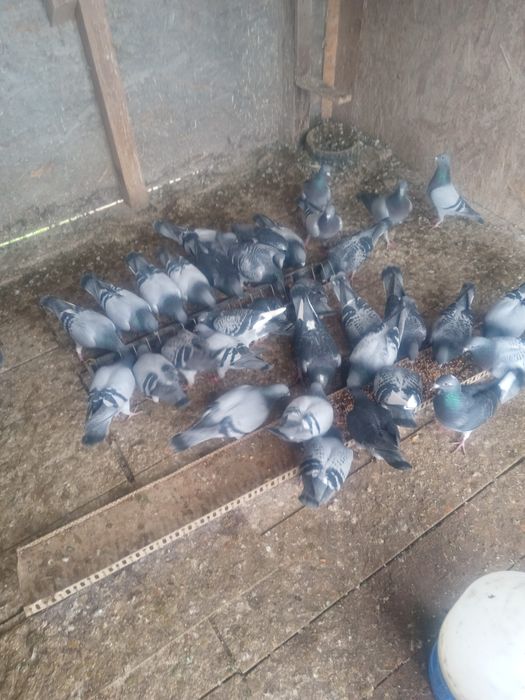 De vînzare porunbei voiajori fond și Maraton sau schimb cu păsări .