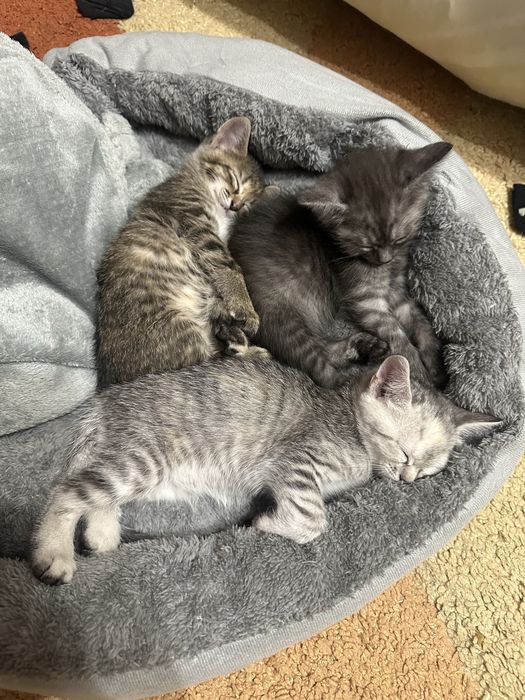 Отдам котят бесплатно