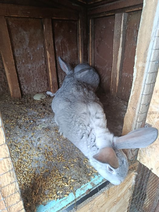 Продам молодых Крольчих!