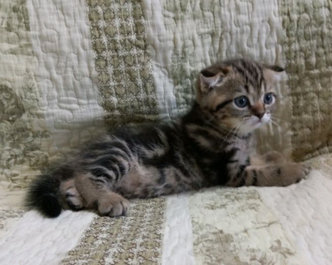 Симпатичный мальчик шотландский