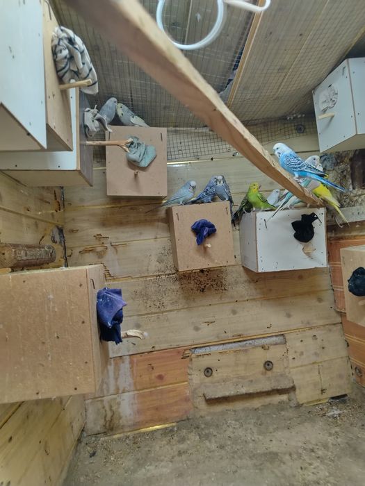 Попугай волнистый пара  буган