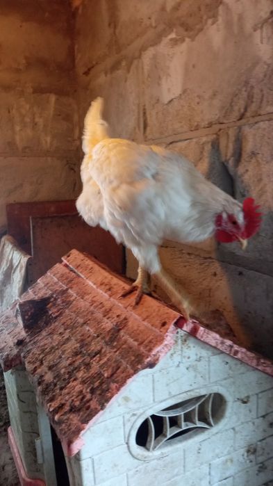 Молодой петушок на продажу