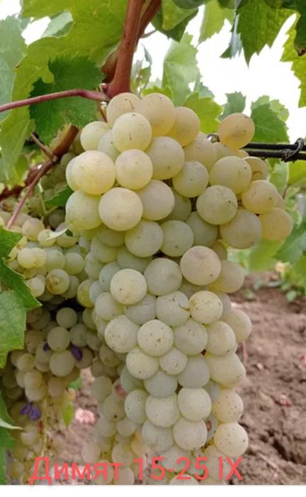 Лози за вкореняване