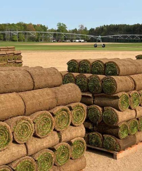 Рулонный живой газон