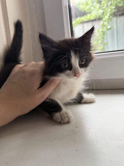 Отдам котенка девочка