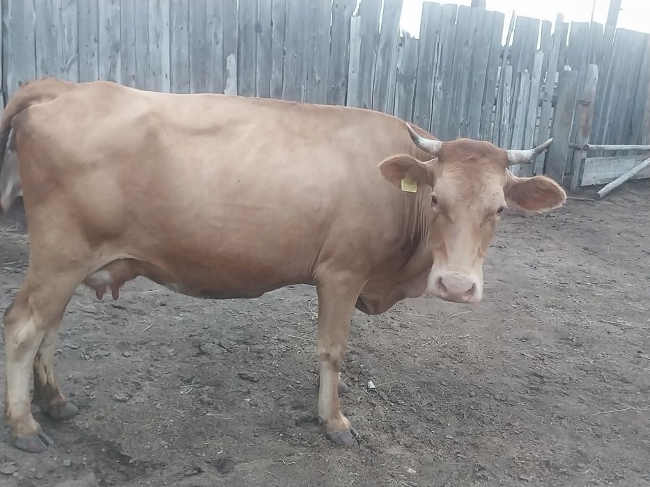 Продам коров оптом. Галкино