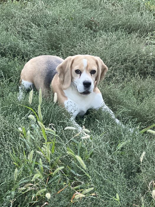 Donam cățeluș Beagle 5 ani cu pedigree – caut familie responsabilă, preferabil curte, păstrăm legătura
