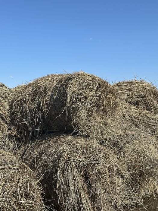 Камыс рулон. Шт-4000