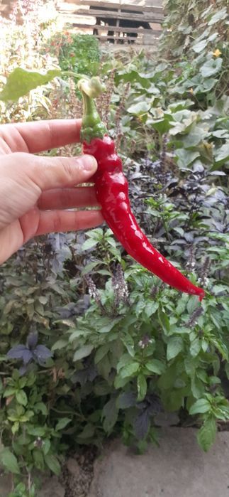 Маринованный горький перец