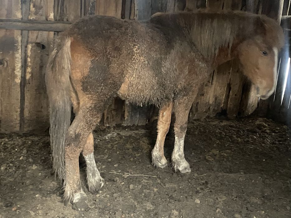 Кунан с откорма (полутяжик)